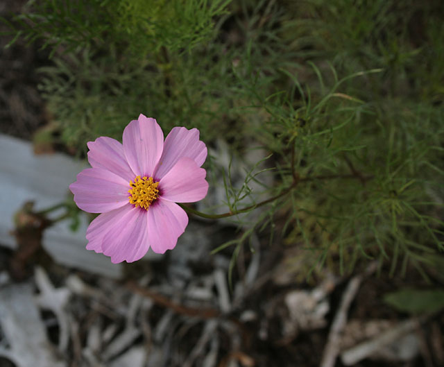 Cosmo Flower grown from the Seedling Wedding Program