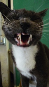 Arthur likes naughty jokes best.