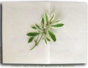 Innisfree Wedding Invitations